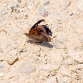 NYMPHALIDAE, Perisama